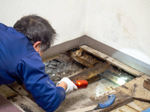 Best Preventive Mold Services in Weston, FL