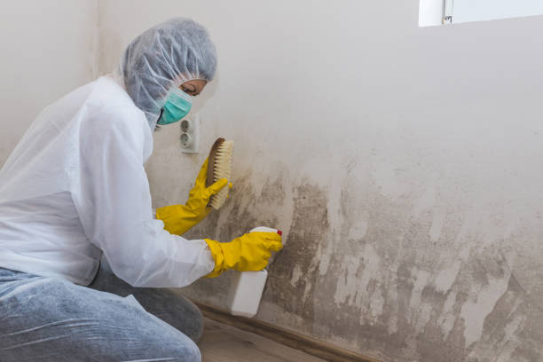 Best Post-Flood Mold Remediation in Weston, FL