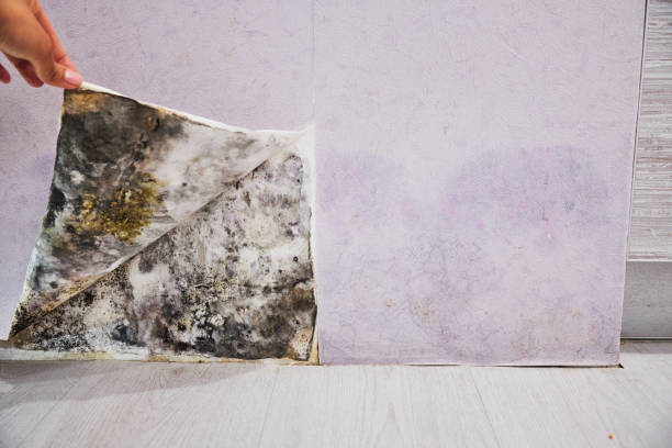 Best White Mold Remediation in Weston, FL